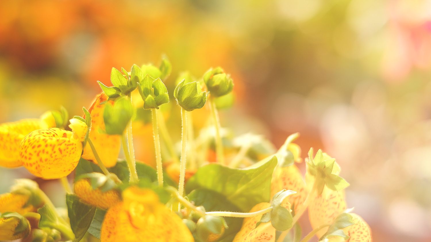 SRGB6262 拷贝_结果_结果.jpg