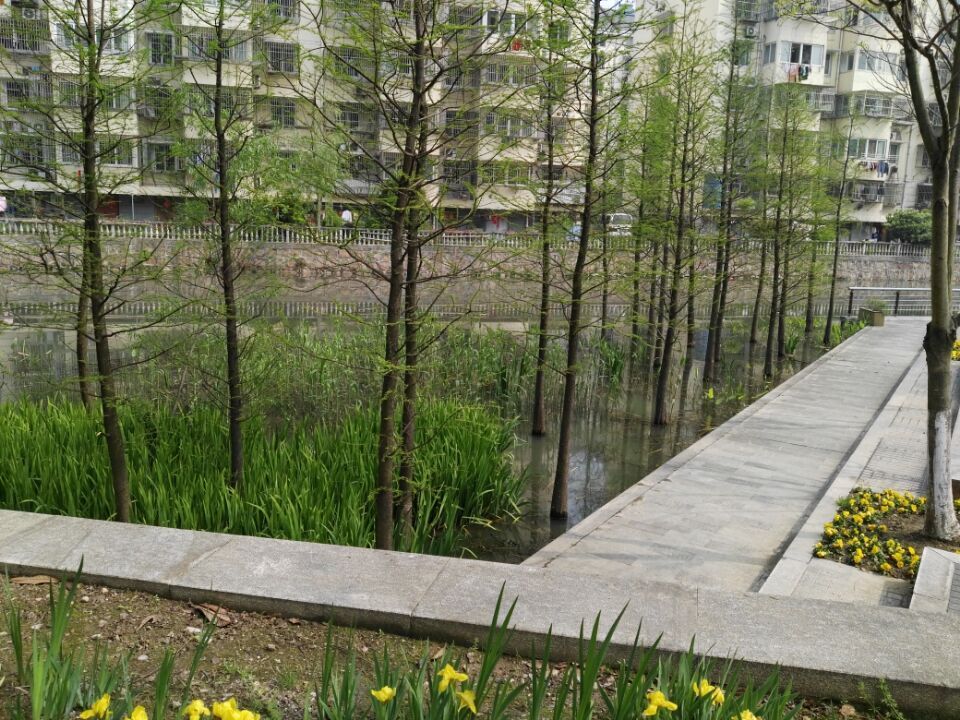 水杉在此安营扎寨