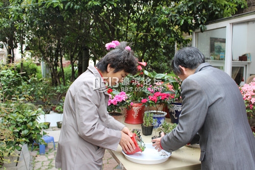 盆景 001_副本.jpg