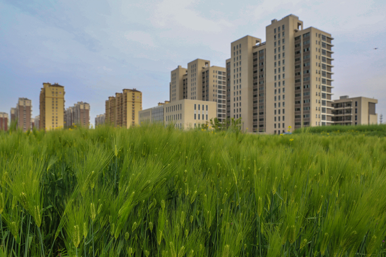 南通 河口村乡村风光美 (4).jpg