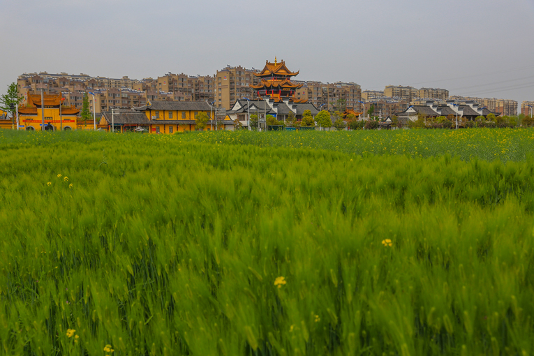 南通 河口村乡村风光美 (9).jpg