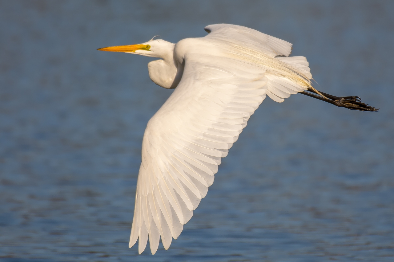 雅致精细的飞鸟