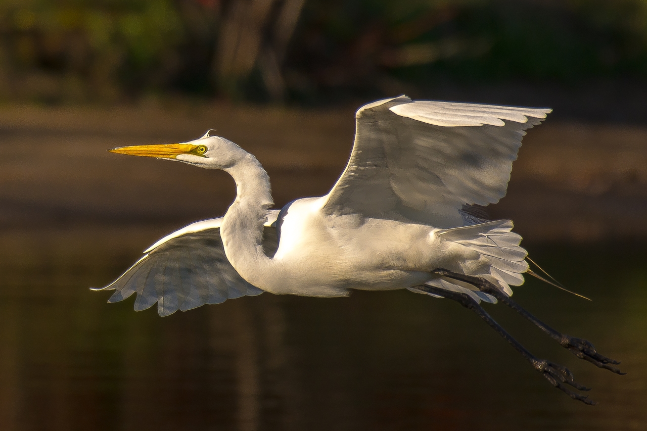 网)导航 69 南通摄影 69 南通摄影俱乐部 69 雅致精细的飞鸟