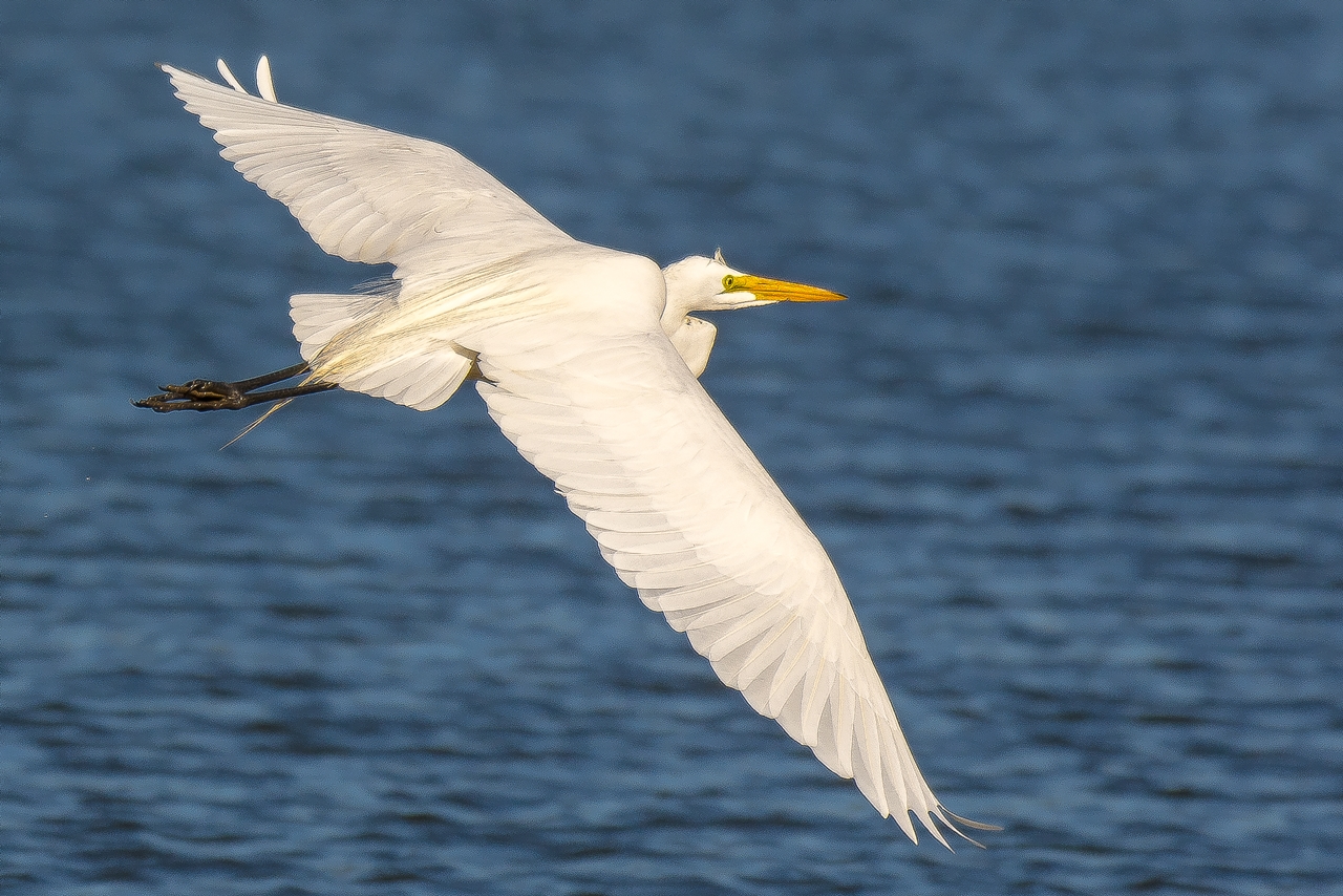 雅致精细的飞鸟