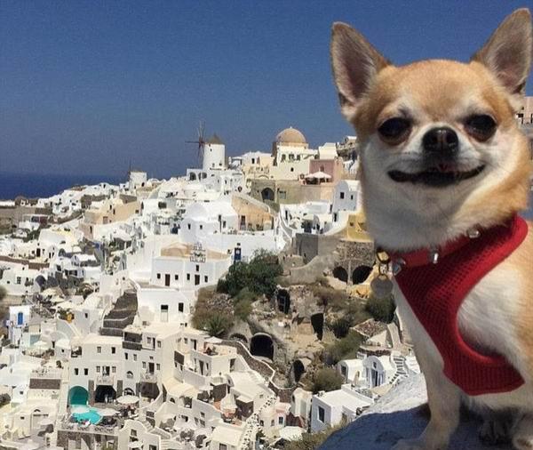 来看看这个时代最有号召力的网红宠物们