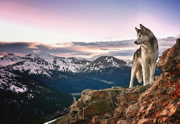 来看看这个时代最有号召力的网红宠物们