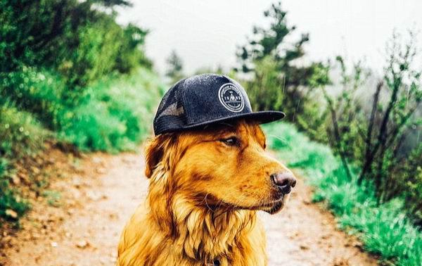 来看看这个时代最有号召力的网红宠物们