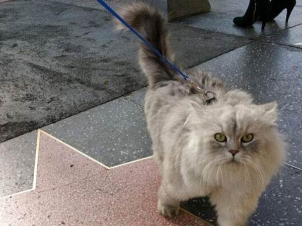 来看看这个时代最有号召力的网红宠物们