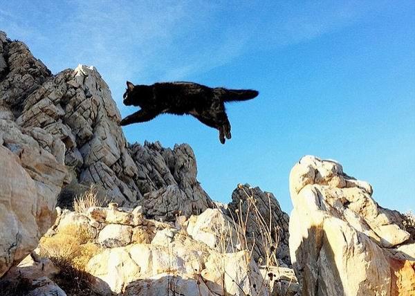 来看看这个时代最有号召力的网红宠物们