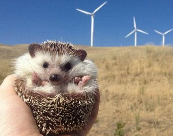 来看看这个时代最有号召力的网红宠物们