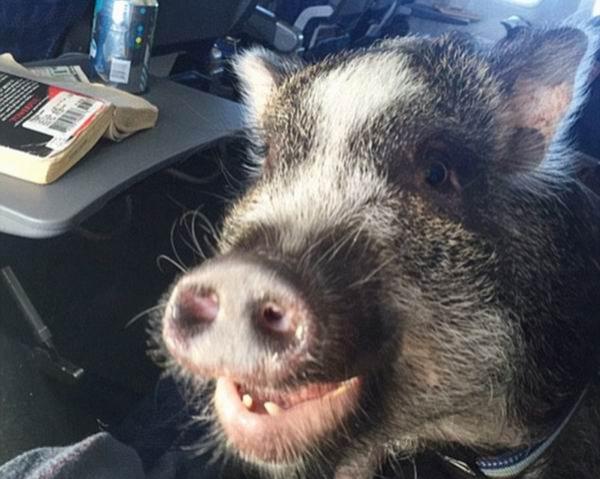 来看看这个时代最有号召力的网红宠物们