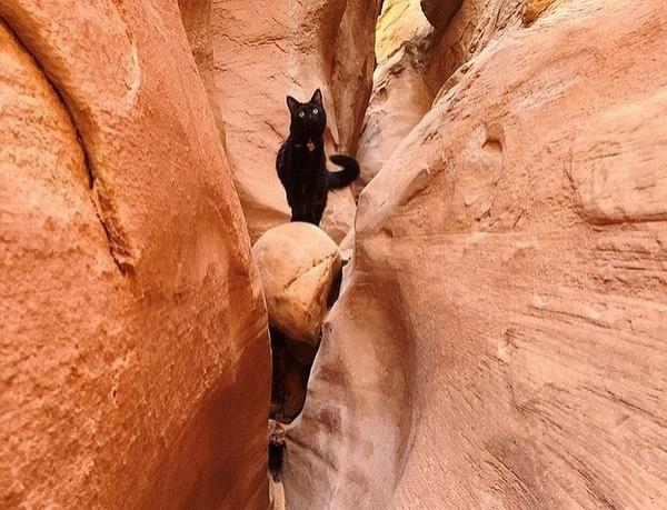 来看看这个时代最有号召力的网红宠物们