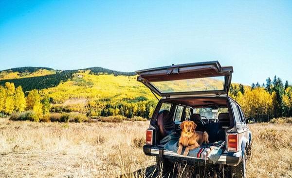 来看看这个时代最有号召力的网红宠物们