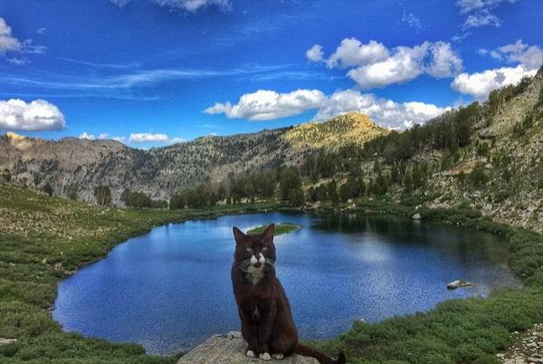 来看看这个时代最有号召力的网红宠物们