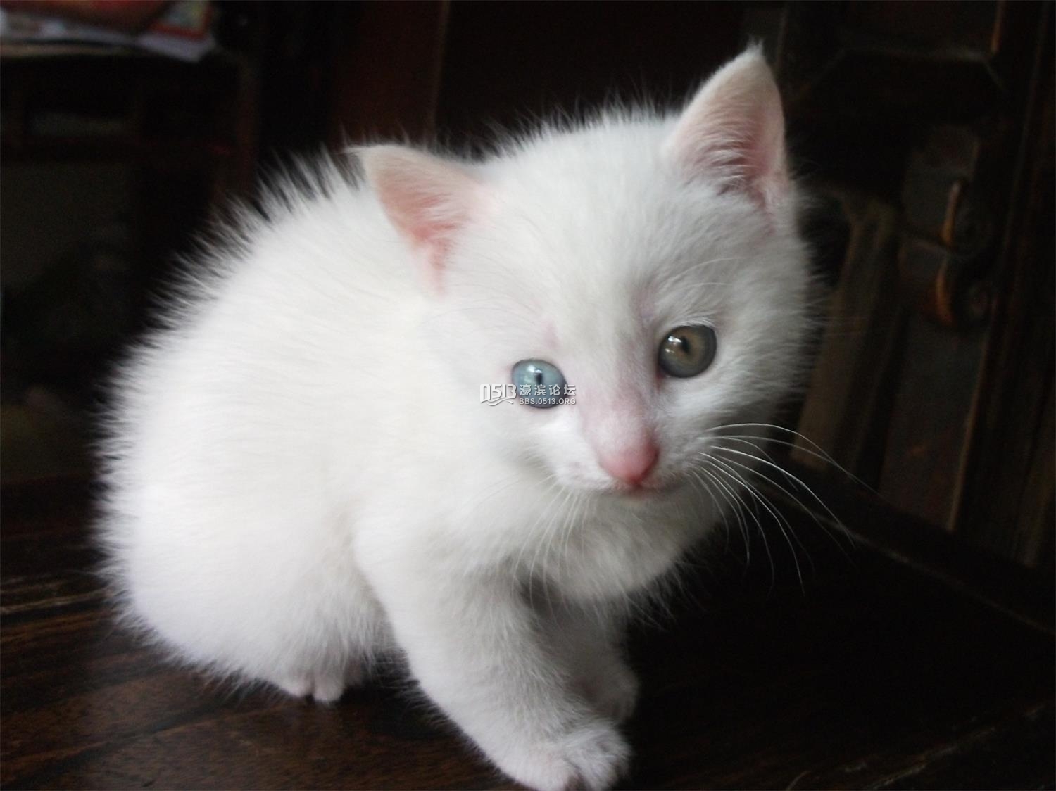 神秘小猫崽 141313j8d87b4z5440hgt0.jpg