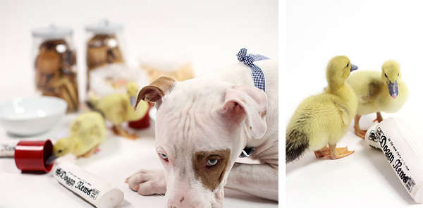 这只被人领养的大狗又收养了两只鸭子