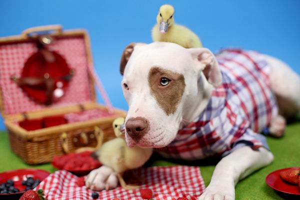 这只被人领养的大狗又收养了两只鸭子