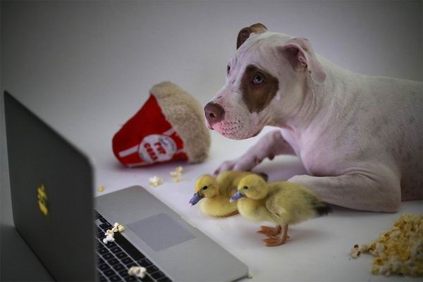 这只被人领养的大狗又收养了两只鸭子