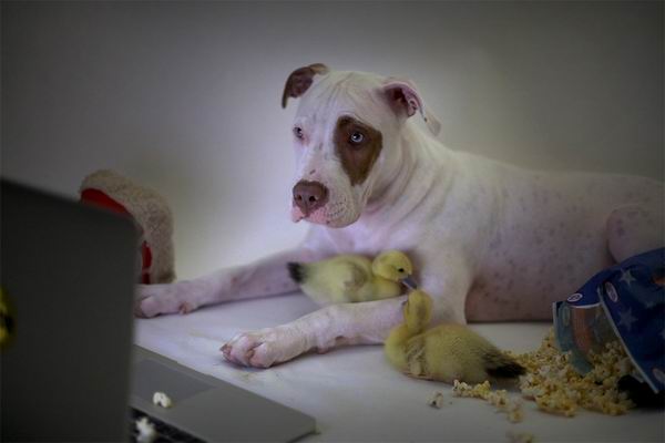 这只被人领养的大狗又收养了两只鸭子