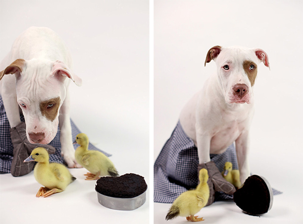 这只被人领养的大狗又收养了两只鸭子