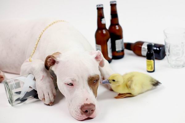 这只被人领养的大狗又收养了两只鸭子