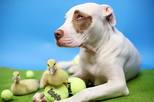 这只被人领养的大狗又收养了两只鸭子