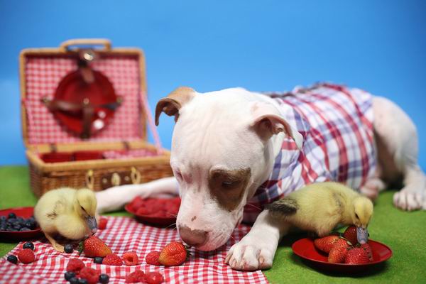 这只被人领养的大狗又收养了两只鸭子