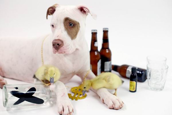 这只被人领养的大狗又收养了两只鸭子