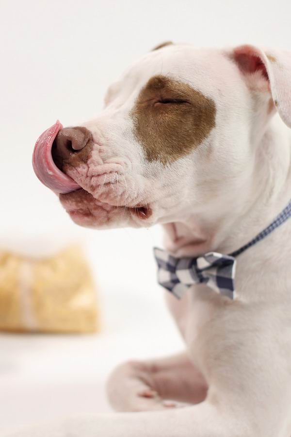 这只被人领养的大狗又收养了两只鸭子