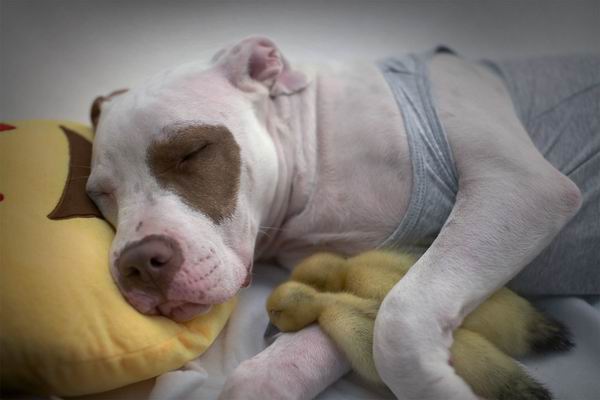 这只被人领养的大狗又收养了两只鸭子