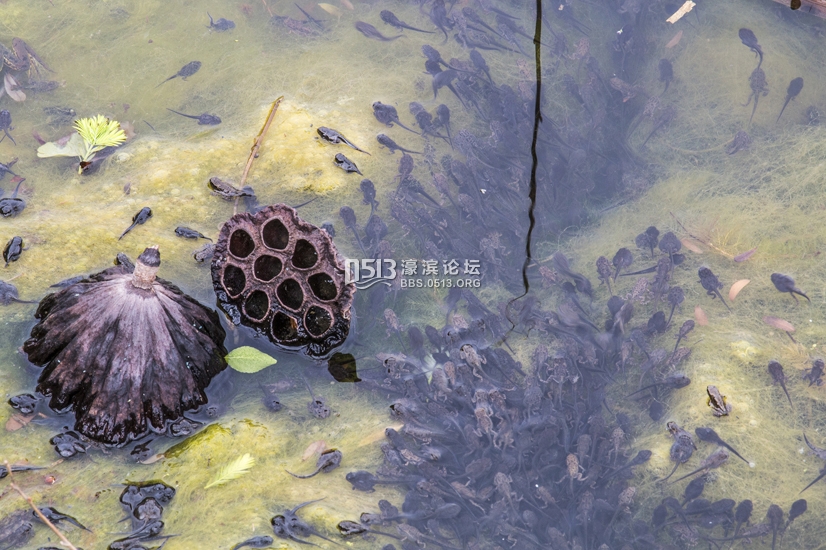 南通 小荷已露尖尖角  数万蝌蚪大集合 (1).jpg