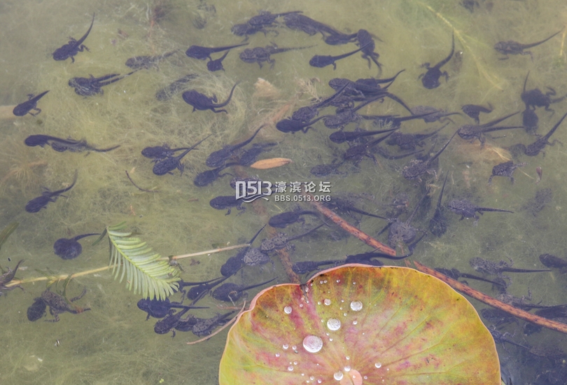 南通 小荷已露尖尖角  数万蝌蚪大集合 (2).jpg