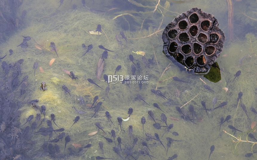 南通 小荷已露尖尖角  数万蝌蚪大集合 (4).jpg