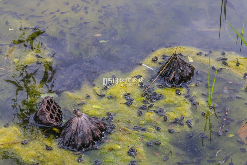 南通 小荷已露尖尖角  数万蝌蚪大集合 (5).jpg