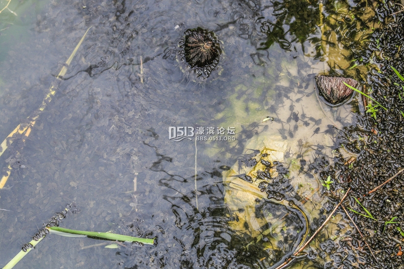 南通 小荷已露尖尖角  数万蝌蚪大集合 (6).jpg