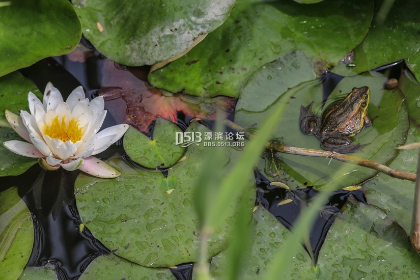 南通 小荷已露尖尖角  数万蝌蚪大集合 (7).jpg