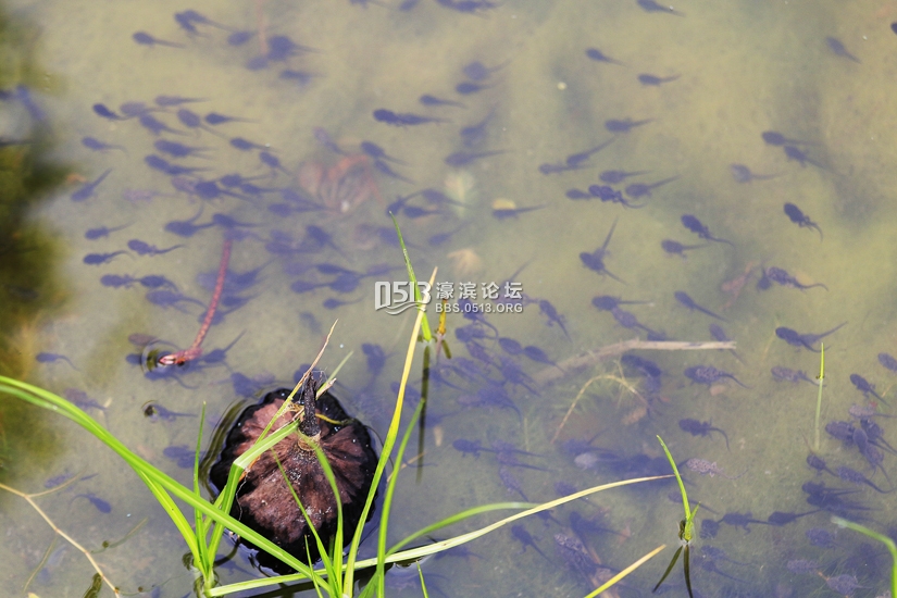 南通 小荷已露尖尖角  数万蝌蚪大集合 (8).jpg
