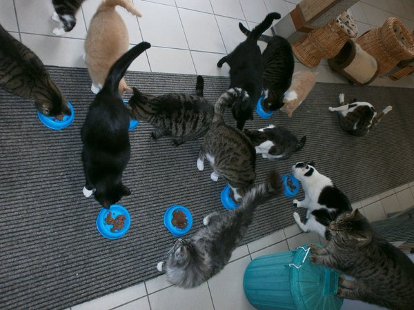 猫主子们的游轮：阿姆斯特丹运河上的猫咪收容所