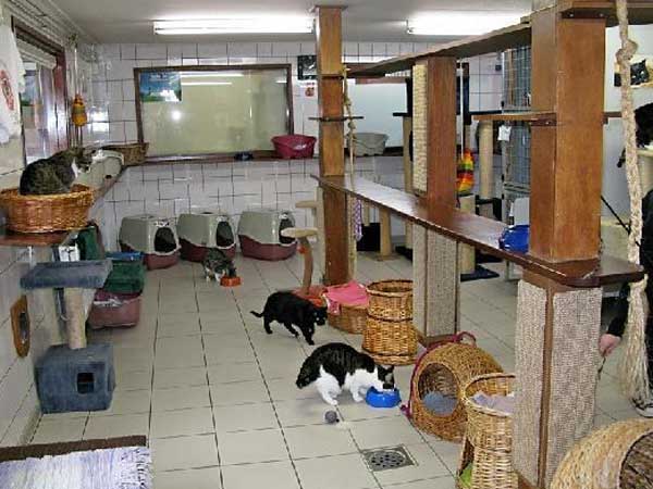 猫主子们的游轮：阿姆斯特丹运河上的猫咪收容所