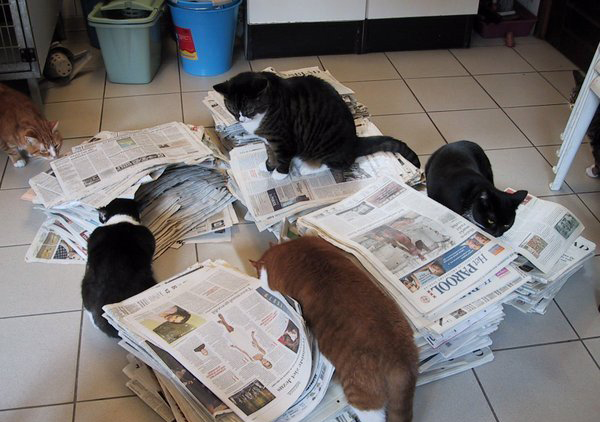 猫主子们的游轮：阿姆斯特丹运河上的猫咪收容所