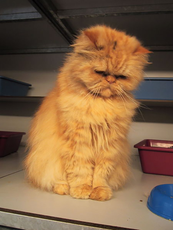 猫主子们的游轮：阿姆斯特丹运河上的猫咪收容所