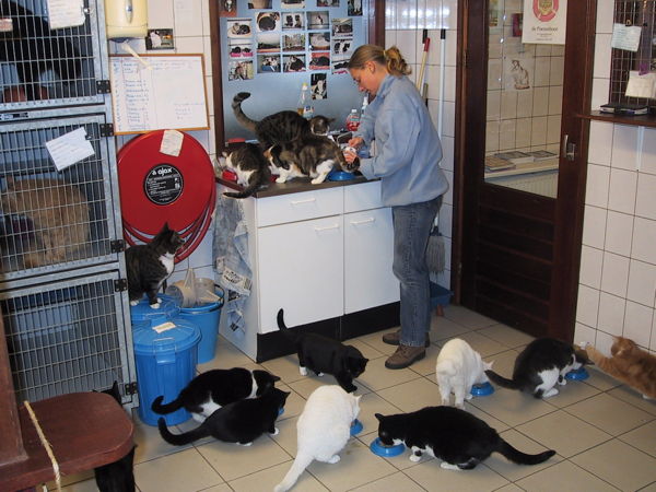 猫主子们的游轮：阿姆斯特丹运河上的猫咪收容所