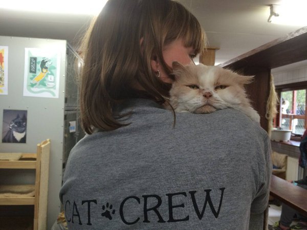 猫主子们的游轮：阿姆斯特丹运河上的猫咪收容所