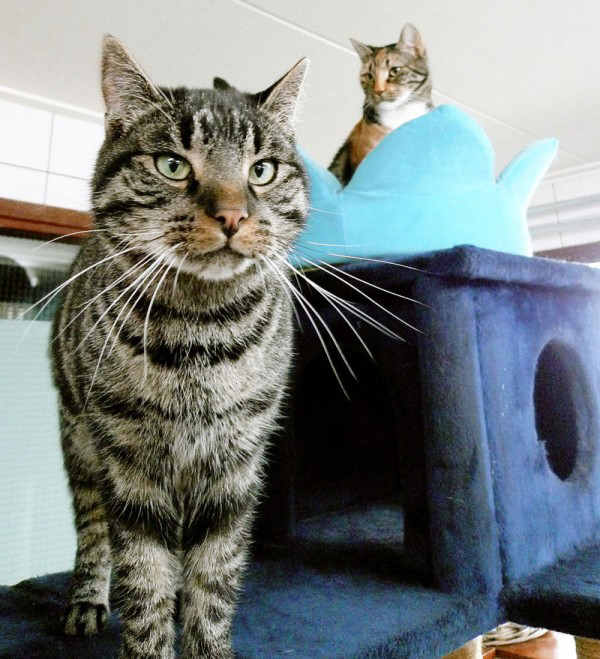 猫主子们的游轮：阿姆斯特丹运河上的猫咪收容所