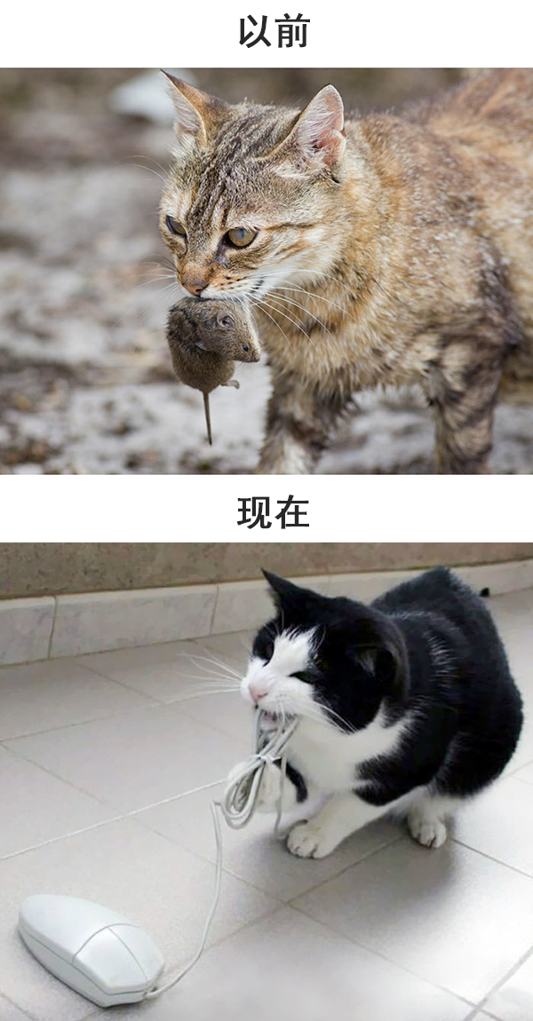 趣看｜科技，如何改变了猫的生活