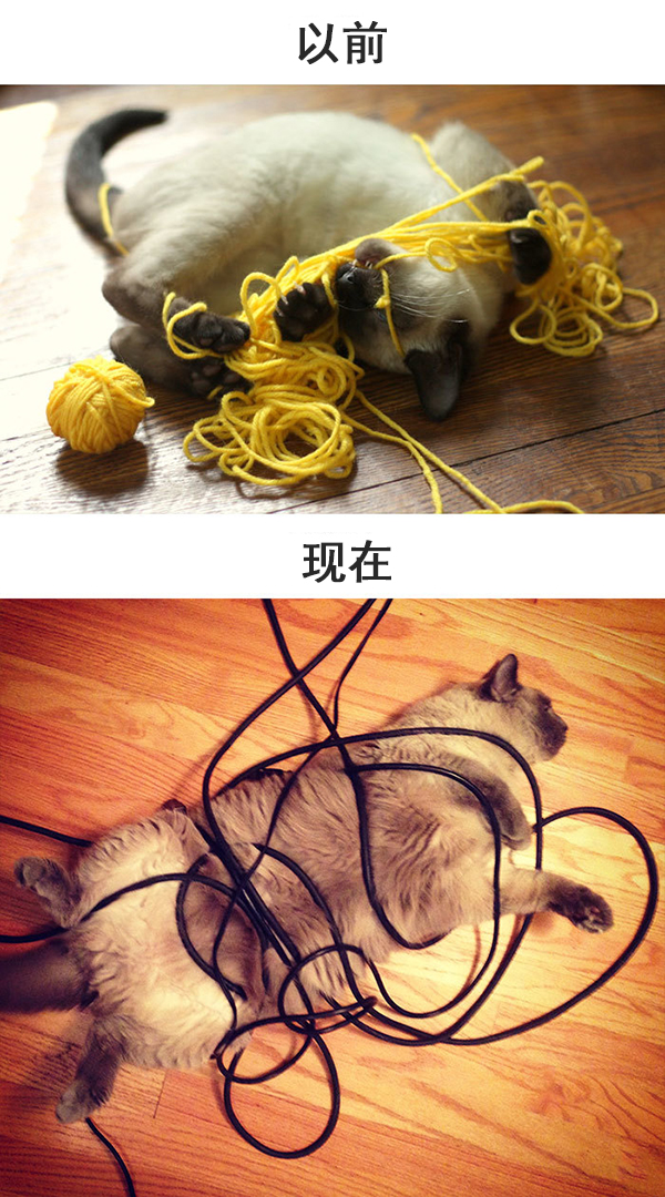 趣看｜科技，如何改变了猫的生活