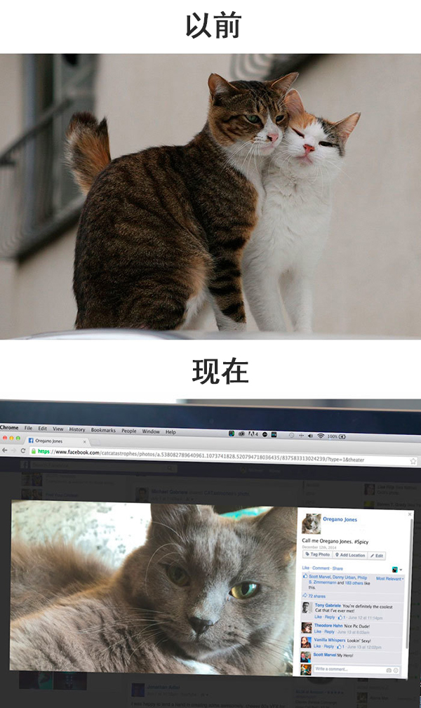 趣看｜科技，如何改变了猫的生活