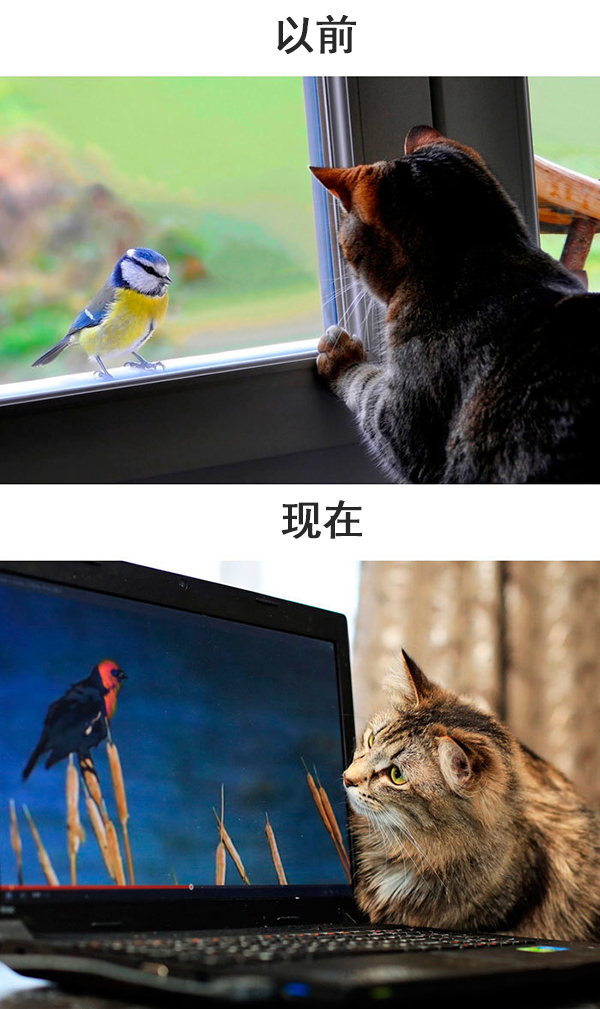 趣看｜科技，如何改变了猫的生活