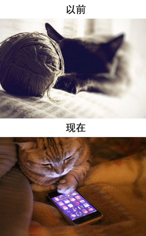 趣看｜科技，如何改变了猫的生活