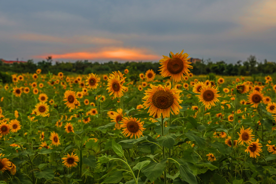 组照    龙腾港闸 大美北城 (4).jpg